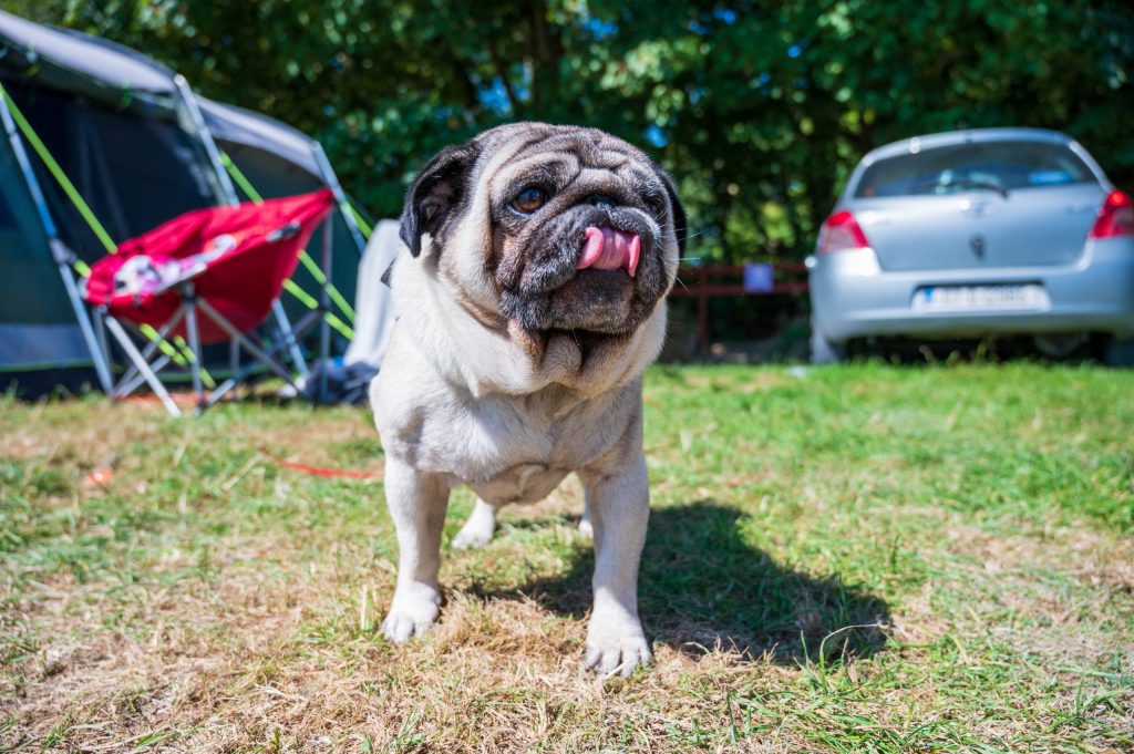 A pug with its tongue out stands on grass, surrounded by a tent, car, and trees.